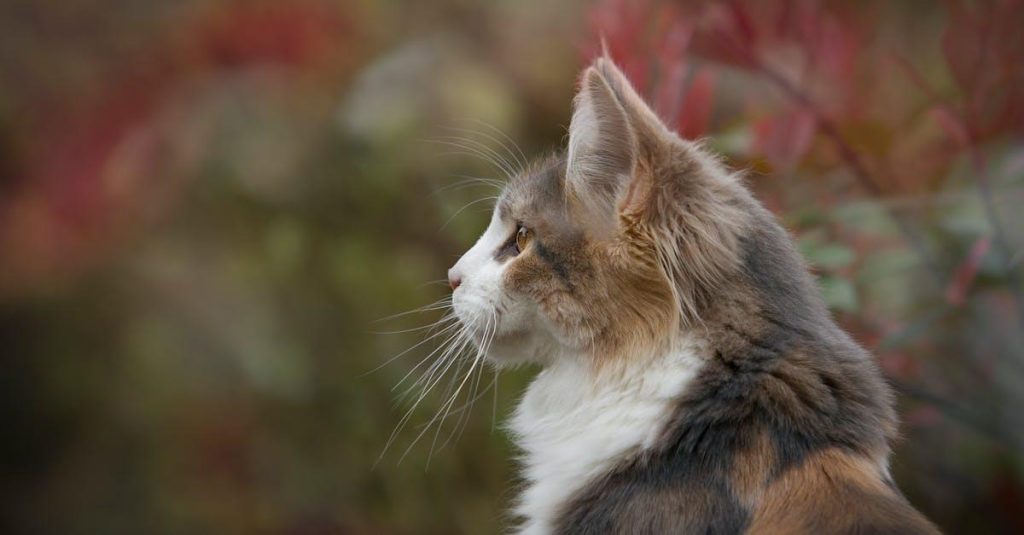 Find det perfekte kattetegn til din kat